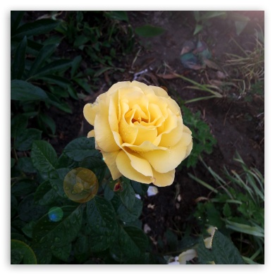 Yellow Rose UltraHD Wallpaper for Tablet 1:1 ;