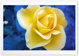 Yellow Rose Against A Blue Background Ultra HD Wallpaper for 4K UHD Widescreen desktop, tablet & smartphone