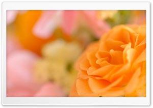 Yellow Rose Bud Ultra HD Wallpaper for 4K UHD Widescreen desktop, tablet & smartphone