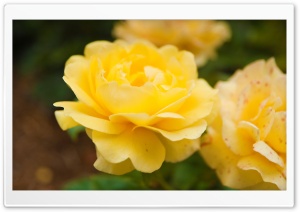 Yellow Rose Close Up Ultra HD Wallpaper for 4K UHD Widescreen desktop, tablet & smartphone