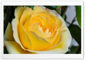Yellow Rose Flower Ultra HD Wallpaper for 4K UHD Widescreen desktop, tablet & smartphone