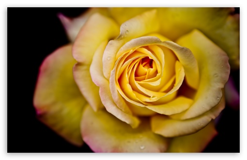 Yellow Rose Macro UltraHD Wallpaper for HD 16:9 ; Widescreen 16:10 5:3 ; Fullscreen 4:3 5:4 3:2 ; Tablet 1:1 ; Mobile 3:5 3:4 ; Dual 16:10 5:3 16:9 4:3 5:4 ;