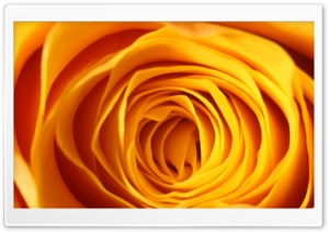 Yellow Rose Makro Ultra HD Wallpaper for 4K UHD Widescreen desktop, tablet & smartphone