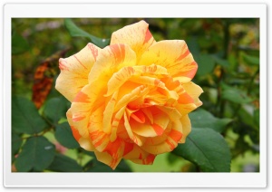Yellow Rose Petals Macro Ultra HD Wallpaper for 4K UHD Widescreen desktop, tablet & smartphone