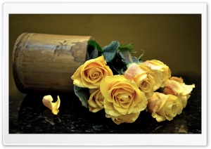 Yellow Roses Ultra HD Wallpaper for 4K UHD Widescreen desktop, tablet & smartphone