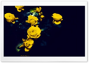 Yellow Roses Ultra HD Wallpaper for 4K UHD Widescreen desktop, tablet & smartphone