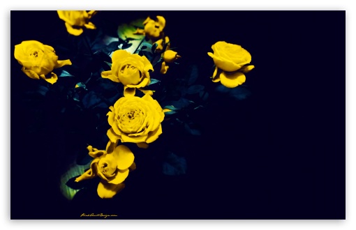 Yellow Roses Ultra HD Desktop Background Wallpaper for 4K UHD TV ...
