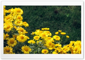 Yellow Sewanty Ultra HD Wallpaper for 4K UHD Widescreen desktop, tablet & smartphone