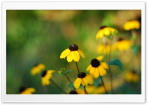 Yellow Small Flowers Ultra HD Wallpaper for 4K UHD Widescreen desktop, tablet & smartphone