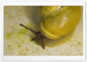 Yellow Snail Ultra HD Wallpaper for 4K UHD Widescreen Desktop, Lockscreen, Screensaver, TV, Tablet, Smartphone