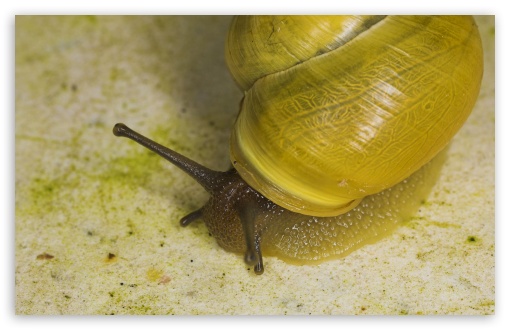 Yellow Snail UltraHD Wallpaper for HD 16:9 ; Widescreen 16:10 5:3 ; Fullscreen 4:3 5:4 3:2 ;