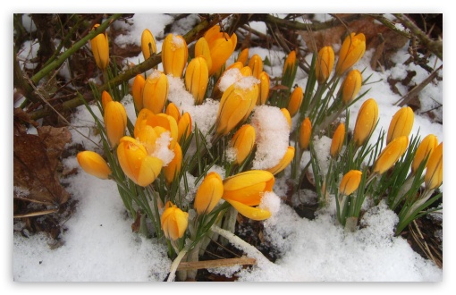 Yellow Snowdrops Spring Flowers UltraHD Wallpaper for HD 16:9 ; Widescreen 16:10 5:3 ; Fullscreen 4:3 5:4 3:2 ; Tablet 1:1 ; Mobile 3:5 3:4 ;