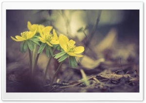Yellow Spring Flowers Macro Ultra HD Wallpaper for 4K UHD Widescreen desktop, tablet & smartphone