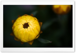 Yellow Strawflower Ultra HD Wallpaper for 4K UHD Widescreen desktop, tablet & smartphone