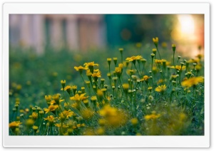 Yellow Summer Flowers Ultra HD Wallpaper for 4K UHD Widescreen desktop, tablet & smartphone