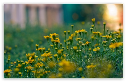 Yellow Summer Flowers UltraHD Wallpaper for HD 16:9 ; Widescreen 16:10 5:3 ; Fullscreen 4:3 5:4 3:2 ; Tablet 1:1 ; Mobile 3:5 3:4 ; Dual 5:4 ;