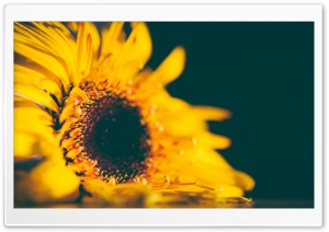 Yellow Sunflower Ultra HD Wallpaper for 4K UHD Widescreen desktop, tablet & smartphone