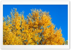 Yellow Tree Ultra HD Wallpaper for 4K UHD Widescreen desktop, tablet & smartphone