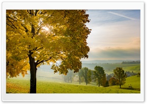 Yellow Tree, Autumn, Fall, Landscape, Nature Ultra HD Wallpaper for 4K UHD Widescreen desktop, tablet & smartphone