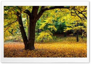 Yellow Tree, Autumn, Nature, FOliage 4K UHD Wallpaper for Widescreen and UltraWide Desktop, UltraHD TV, Smartphone, Tablet