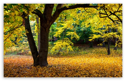Yellow Tree, Autumn, Nature, FOliage UltraHD Wallpaper for UHD 16:9 ; HD 16:9 ; Widescreen 16:10 5:3 ; Fullscreen 4:3 5:4 3:2 ; Tablet 1:1 ;