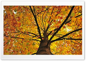 Yellow Tree Hdr Ultra HD Wallpaper for 4K UHD Widescreen desktop, tablet & smartphone