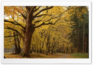 Yellow Tree In Forest Ultra HD Wallpaper for 4K UHD Widescreen desktop, tablet & smartphone