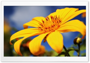 Yellow Tree Marigold Ultra HD Wallpaper for 4K UHD Widescreen desktop, tablet & smartphone