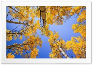 Yellow Trees Ultra HD Wallpaper for 4K UHD Widescreen desktop, tablet & smartphone