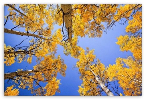 Yellow Trees UltraHD Wallpaper for Mobile 3:2 16:9 - DVGA HVGA HQVGA ( Apple PowerBook G4 iPhone 4 3G 3GS iPod Touch ) 2160p 1440p 1080p 900p 720p ;