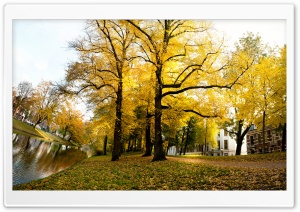 Yellow Trees - Sunny Autumn Afternoon In Utrecht Ultra HD Wallpaper for 4K UHD Widescreen desktop, tablet & smartphone