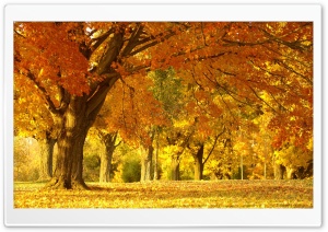 Yellow Trees, Fall Ultra HD Wallpaper for 4K UHD Widescreen desktop, tablet & smartphone