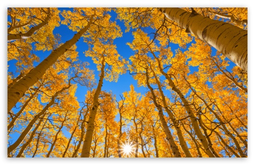 Yellow Trees, Sunshine, Blue Sky, Autumn UltraHD Wallpaper for UHD 16:9 ; HD 16:9 ; UltraWide 21:9 24:10 32:9 32:10 ; Widescreen 16:10 5:3 ; Fullscreen 4:3 5:4 3:2 ; Tablet 1:1 ; Mobile 9:16 9:19.5 9:20 10:16 2:3 3:5 3:4 ; Dual 16:10 5:3 16:9 4:3 5:4 3:2 ;