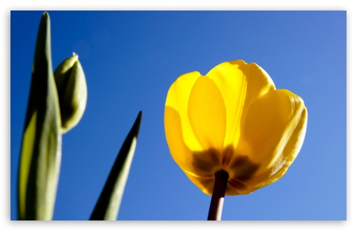 Yellow Tulip UltraHD Wallpaper for Wide 16:10 5:3 Widescreen WHXGA WQXGA WUXGA WXGA WGA ; 8K UHD TV 16:9 Ultra High Definition 2160p 1440p 1080p 900p 720p ; Standard 4:3 5:4 3:2 Fullscreen UXGA XGA SVGA QSXGA SXGA DVGA HVGA HQVGA ( Apple PowerBook G4 iPhone 4 3G 3GS iPod Touch ) ; Tablet 1:1 ; iPad 1/2/Mini ; Mobile 4:3 5:3 3:2 16:9 5:4 - UXGA XGA SVGA WGA DVGA HVGA HQVGA ( Apple PowerBook G4 iPhone 4 3G 3GS iPod Touch ) 2160p 1440p 1080p 900p 720p QSXGA SXGA ;