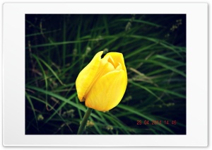 yellow tulip 4K UHD Wallpaper for Widescreen and UltraWide Desktop, UltraHD TV, Smartphone, Tablet