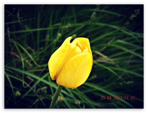 yellow tulip UltraHD Wallpaper for Fullscreen 4:3 ;