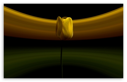 Yellow Tulip, Abstract Background UltraHD Wallpaper for UHD 16:9 ; HD 16:9 ; UltraWide 21:9 24:10 32:9 32:10 ; Widescreen 16:10 5:3 ; Fullscreen 4:3 5:4 3:2 ; Tablet 1:1 ; Mobile 9:16 9:19.5 9:20 9:21 9:22 10:16 2:3 3:5 3:4 ; Dual 16:10 5:3 16:9 4:3 5:4 3:2 ;