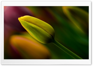 Yellow Tulip Bud Ultra HD Wallpaper for 4K UHD Widescreen desktop, tablet & smartphone