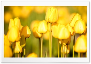 Yellow Tulips Ultra HD Wallpaper for 4K UHD Widescreen desktop, tablet & smartphone