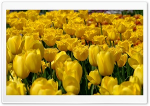 Yellow Tulips Ultra HD Wallpaper for 4K UHD Widescreen desktop, tablet & smartphone