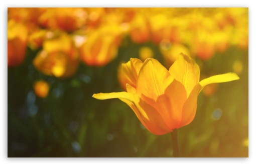 Yellow Tulips UltraHD Wallpaper for HD 16:9 ; Widescreen 16:10 5:3 ; Fullscreen 4:3 5:4 3:2 ; Tablet 1:1 ;