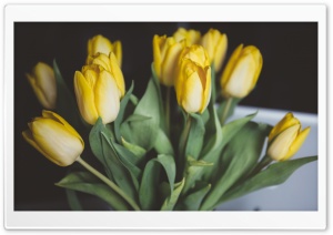 Yellow Tulips Bouquet Ultra HD Wallpaper for 4K UHD Widescreen desktop, tablet & smartphone