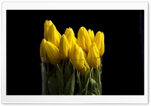 Yellow Tulips in Vase Ultra HD Wallpaper for 4K UHD Widescreen desktop, tablet & smartphone