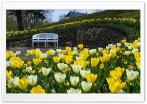Yellow Tulips, Park, Spring Ultra HD Wallpaper for 4K UHD Widescreen desktop, tablet & smartphone