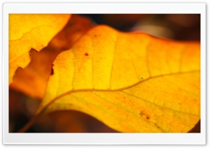 Yellow Walnut Leaves Ultra HD Wallpaper for 4K UHD Widescreen desktop, tablet & smartphone