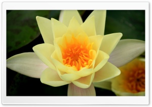 Yellow Water Liliy Ultra HD Wallpaper for 4K UHD Widescreen desktop, tablet & smartphone