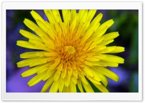Yellow Wildflower Ultra HD Wallpaper for 4K UHD Widescreen desktop, tablet & smartphone