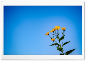 Yellow Wildflower Under Blue Sky 4K UHD Wallpaper for Widescreen and UltraWide Desktop, UltraHD TV, Smartphone, Tablet