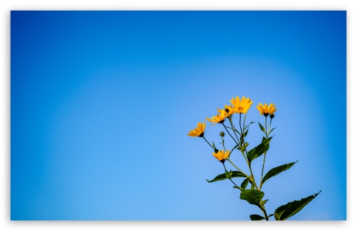 Yellow Wildflower Under Blue Sky UltraHD Wallpaper for UHD 16:9 ; HD 16:9 ; UltraWide 21:9 24:10 32:9 32:10 ; Widescreen 16:10 5:3 ; Fullscreen 4:3 5:4 3:2 ; Tablet 1:1 ; Mobile 9:16 9:19.5 9:20 9:21 9:22 10:16 2:3 3:5 3:4 ; Dual 16:10 5:3 16:9 4:3 5:4 3:2 ;