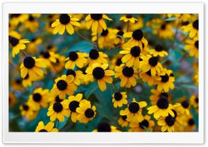 Yellow Wildflowers with Dark Centers 4K UHD Wallpaper for Widescreen and UltraWide Desktop, UltraHD TV, Smartphone, Tablet
